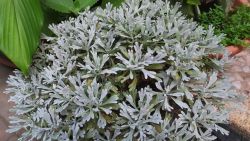 <strong>草芙蓉的原產地在哪裏，如何在路邊種植？</strong>