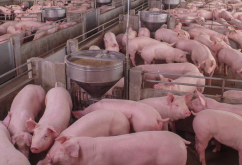 <strong>豬飼料中瘦肉精有哪些作用，對肉質有什麼影響？</strong>