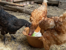 <strong>雞飼料中豆粕和大豆粉有哪些作用，可以補充什麼？</strong>