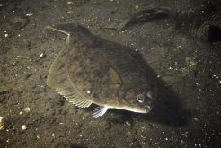 <strong>鰈魚的生活價值環境怎麼樣，有哪些營養？</strong>