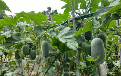 <b>小型冬瓜種植技術有哪些，有什麼特點？</b>