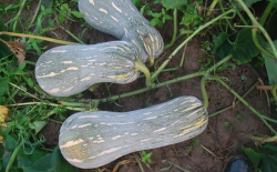 <b>蜜本南瓜特點和種植技術有哪些？</b>
