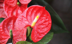 <strong>紅掌施什麼肥？怎麼樣的方式施肥？</strong>