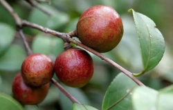<strong>我國油茶種植基地在哪裏？分布廣泛嗎？</strong>