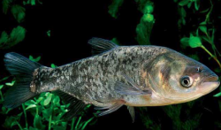 <strong>鱅魚的形態特征怎麼樣，有哪些營養價值?</strong>