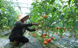 <strong>種植番茄對於大棚有哪些要求?</strong>