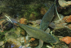 <strong>養魚稻田的基本條件是什麼？</strong>