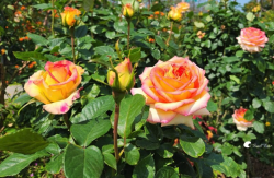 <strong>玫瑰花如何完成開花受精，需要人工幹預嗎？</strong>