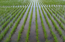 <strong>水稻的種植密度如何控製，需要注意什麼?</strong>