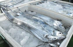 <strong>帶魚的養殖方法有哪些，需要什麼條件?</strong>