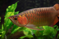 <strong>金龍魚有哪些飲食習性，有什麼價值?</strong>