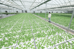 <strong>大棚菜苗的菜苗鍛煉有哪些方式，有什麼好處?</strong>