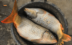 <strong>鯉魚養殖對於池塘有哪些要求，生長周期多久?</strong>