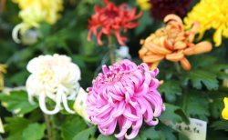 <strong>菊花的枝插方法有哪些，有什麼注意事項？</strong>