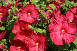 <strong>芙蓉葵的花期在什麼時候，如何施肥?</strong>
