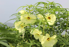 <strong>黃蜀葵有哪些繁殖方式，需要注意什麼?</strong>