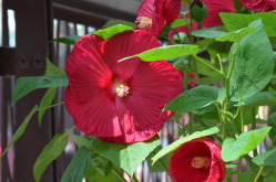 <strong>芙蓉葵有哪些形態特征，分布在什麼地區？</strong>