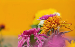 <strong>塔菊的花期在什麼時候，如何進行嫁接？</strong>