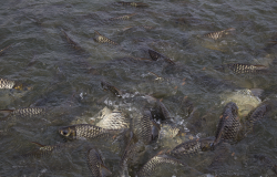 <strong>魚飼料中為什麼要加入礦石類物質，有哪些作用？</strong>