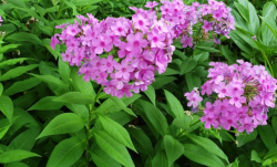 <strong>桃紅錐花福祿考的栽種方式有哪些，需要注意什麼？</strong>