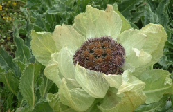 <strong>天山雪蓮是一種什麼植物，有哪些價值？</strong>