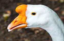 <strong>鵝飼料主要是什麼成分，如何才能使鵝肝增大？</strong>