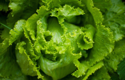<b>結球生菜的灌溉方式是什麼樣的，需要注意什麼？</b>