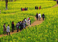 <b>油菜在種植過程中如何進行光溫調節?</b>