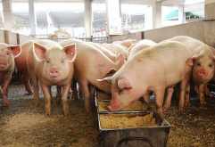 <strong>豬飼料中可以添加酶製劑嗎，有哪些作用？</strong>