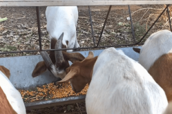 <strong>飼養羊的過程中可以一直喂養菜料嗎，還需要什麼？</strong>