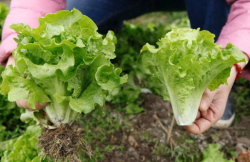 <b>夏天高溫對露天生菜種植有哪些影響，怎麼處理？</b>