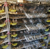 鵪鶉慢性呼吸道病怎麼預防