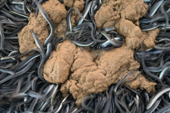 <strong>水產配合飼料中的粘接劑是什麼物質，有哪些作用?</strong>