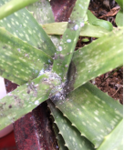 <strong>藥用植物蘆薈炭疽病</strong>