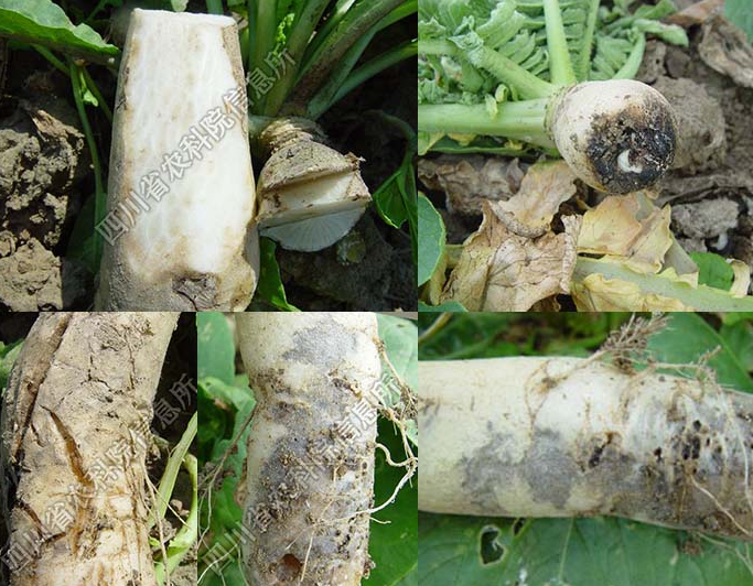 蘿卜種植過程中怎樣防止軟腐病?