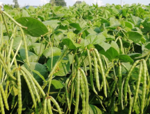 <b>綠豆如何種植？什麼季節適合種植綠豆？</b>