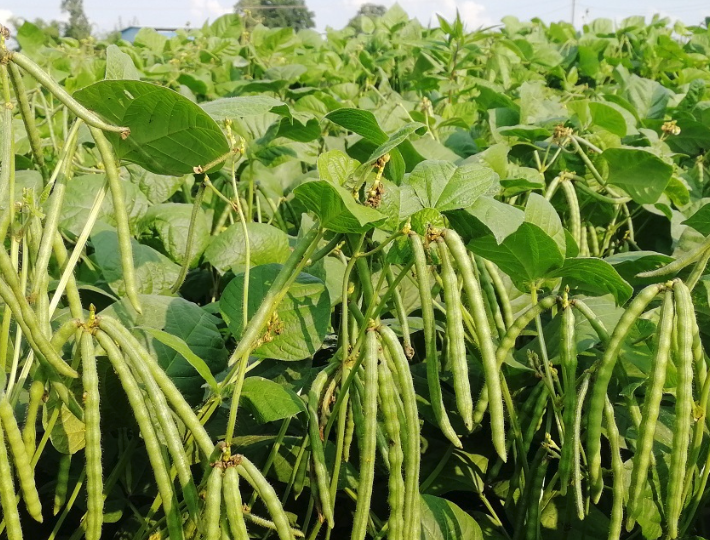 綠豆如何種植？什麼季節適合種植綠豆？
