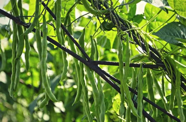 綠豆如何種植？什麼季節適合種植綠豆？