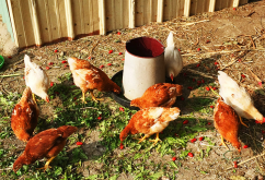 <strong>雞飼料中加入新黴素可以治療雞的大腸杆菌嗎，有哪些副作用？</strong>