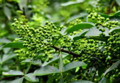 <strong>四川花椒主要是山地種植嗎，對於土壤和光照有哪些要求？</strong>