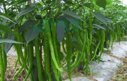 <strong>粵椒是什麼辣椒，這種辣椒有哪些特點</strong>