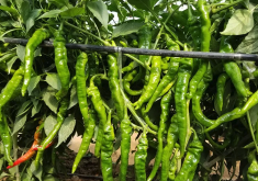 <strong>螺絲椒的種植季節是什麼時候，大棚種植和露地種植有什麼區別</strong>