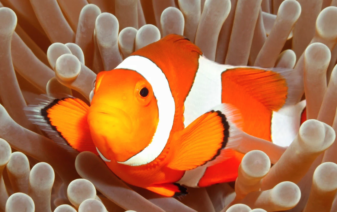 小醜魚如何進行飼養，對水質有什麼要求？