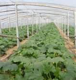 <strong>冬春茬日光溫室西葫蘆栽培定植以後的管理</strong>