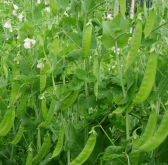 <b>大莢荷蘭豆春季栽培技術重點</b>