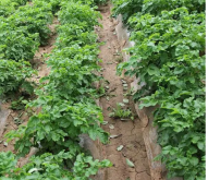 <strong>種植馬鈴薯什麼樣的溫度條件適宜馬鈴薯生長？</strong>