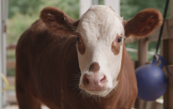 <strong>肉牛生長周期需要多久，飼料中添加什麼可以增加肉的色澤?</strong>