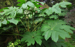 <strong> 刺通草是什麼植物，形態是什麼樣的?</strong>