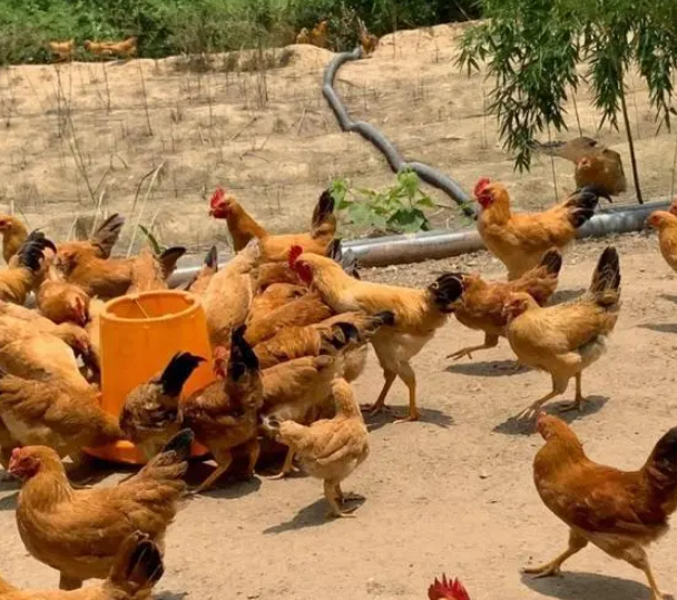家養殖動物都有哪些