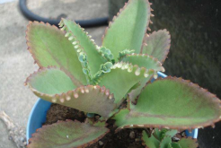 <strong>落地生根是什麼植物，有什麼生態習性?</strong>